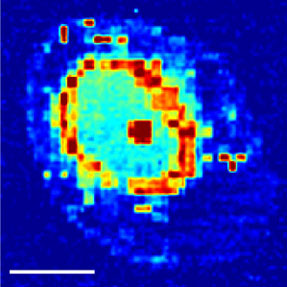 Brillouin Microscope image 1