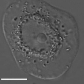 Brillouin Microscope image 3